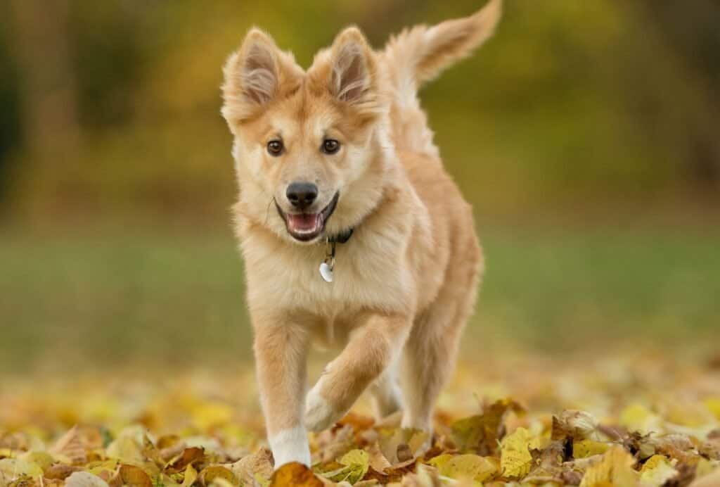 If your puppy still manages to listen to you while having the zoomies, let him sit or lie down and wait for him to calm down