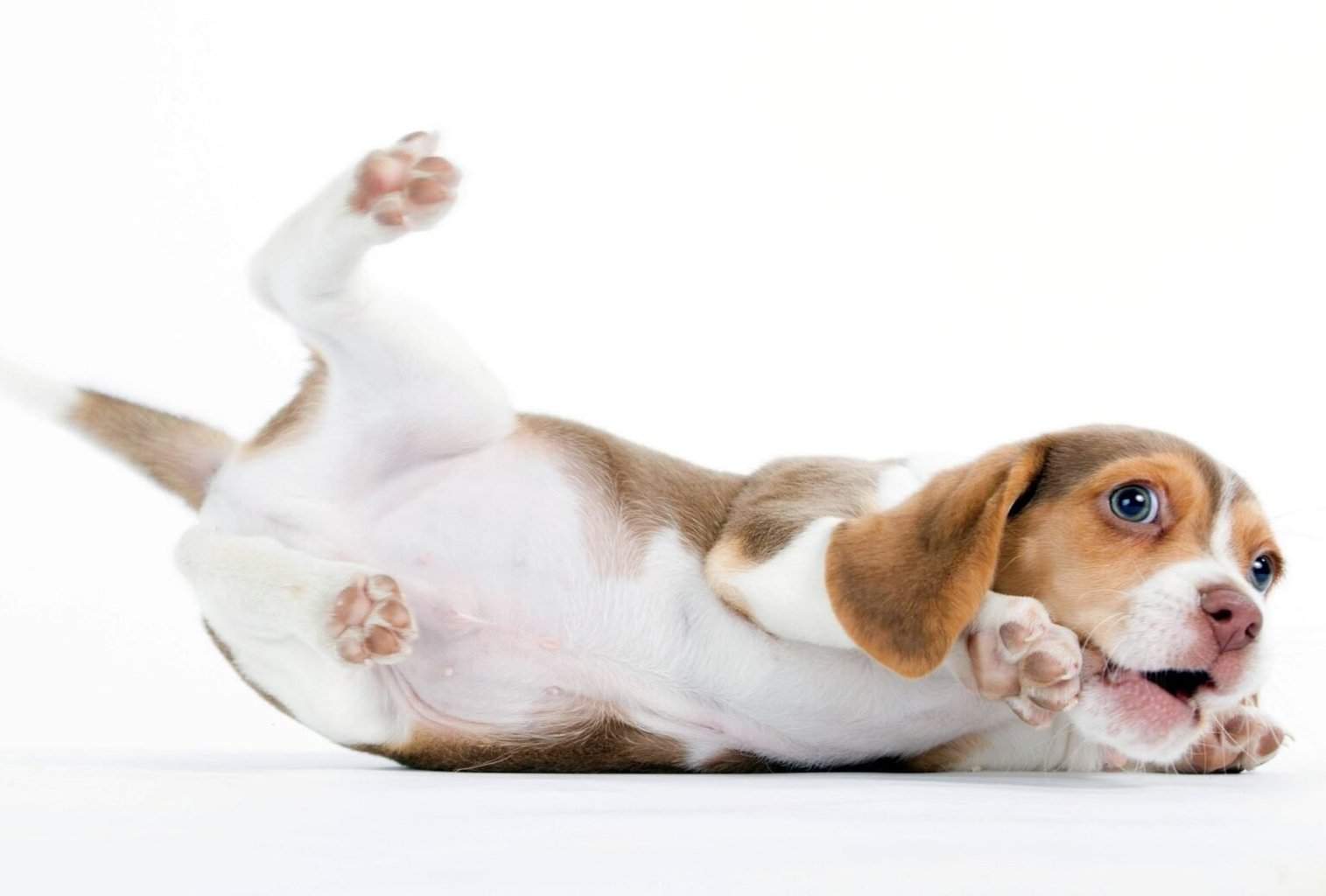 What Causes Puppy Zoomies? 5 Common Reasons dogpackr