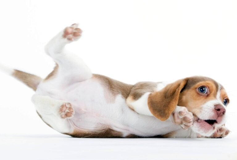 What Causes Puppy Zoomies? 5 Common Reasons dogpackr