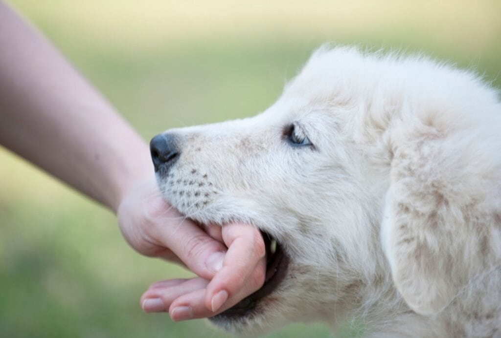 when do puppies stop biting