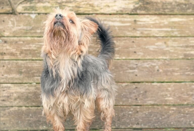 Why Is My Dog Sniffing the Air? dogpackr