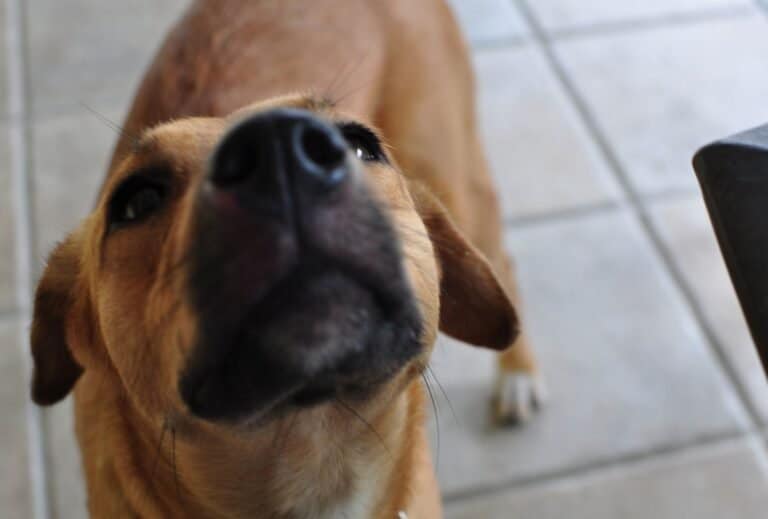 Why Is My Dog Sniffing the Air? dogpackr