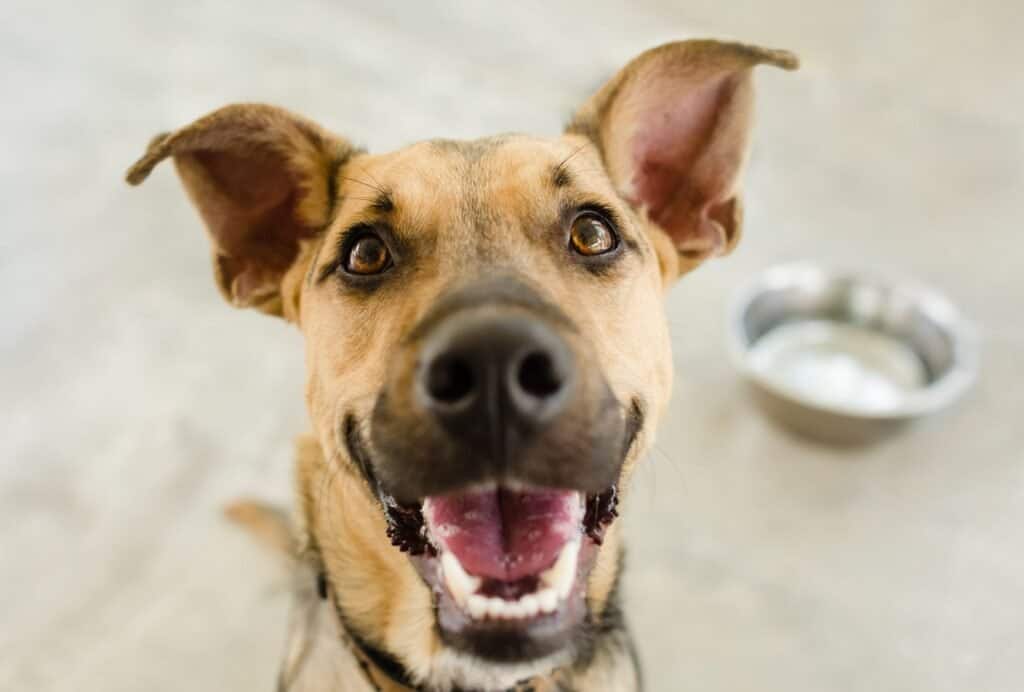 dog gets overly excited when guests come over