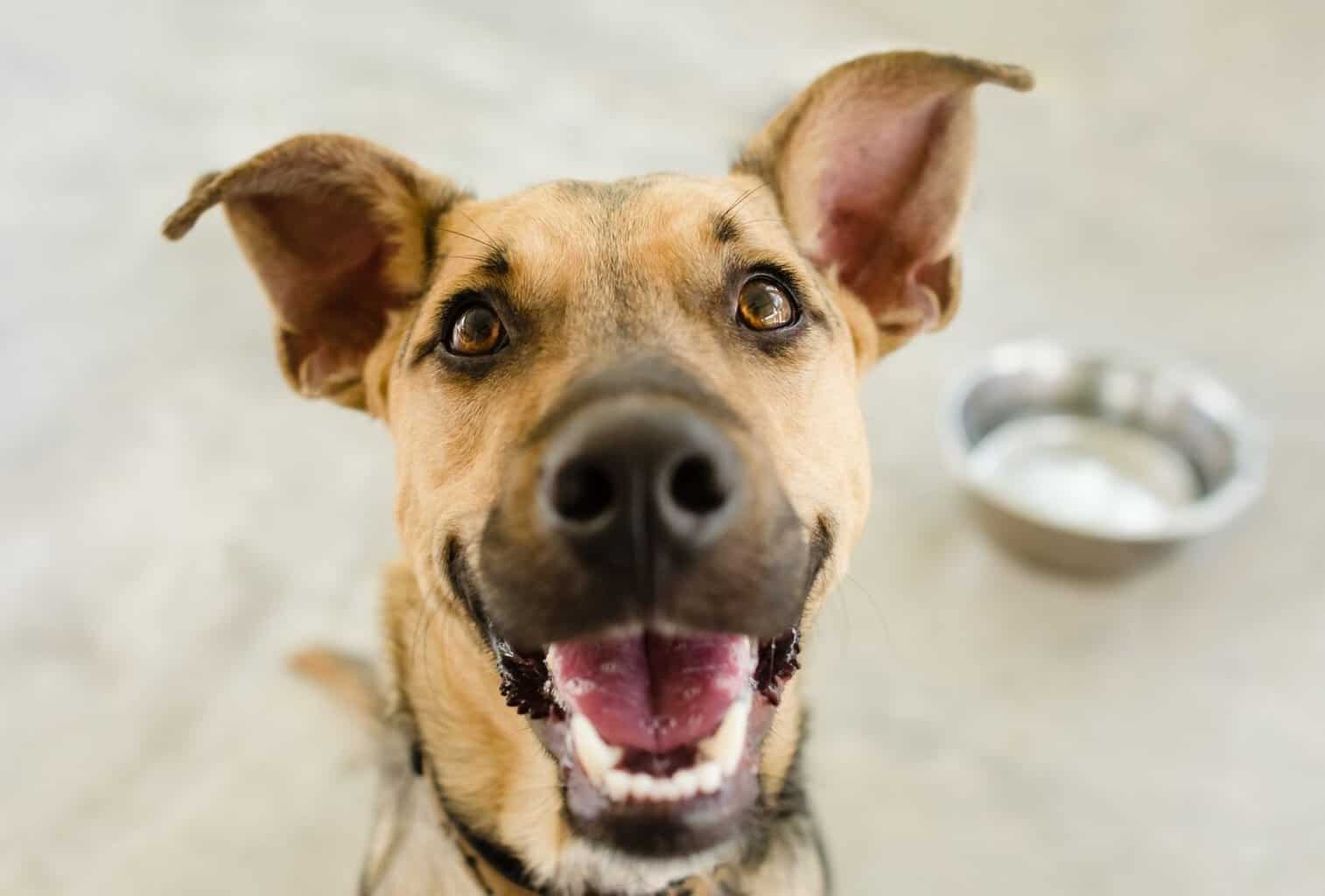 my-dog-gets-overly-excited-when-guests-come-over-what-can-i-do