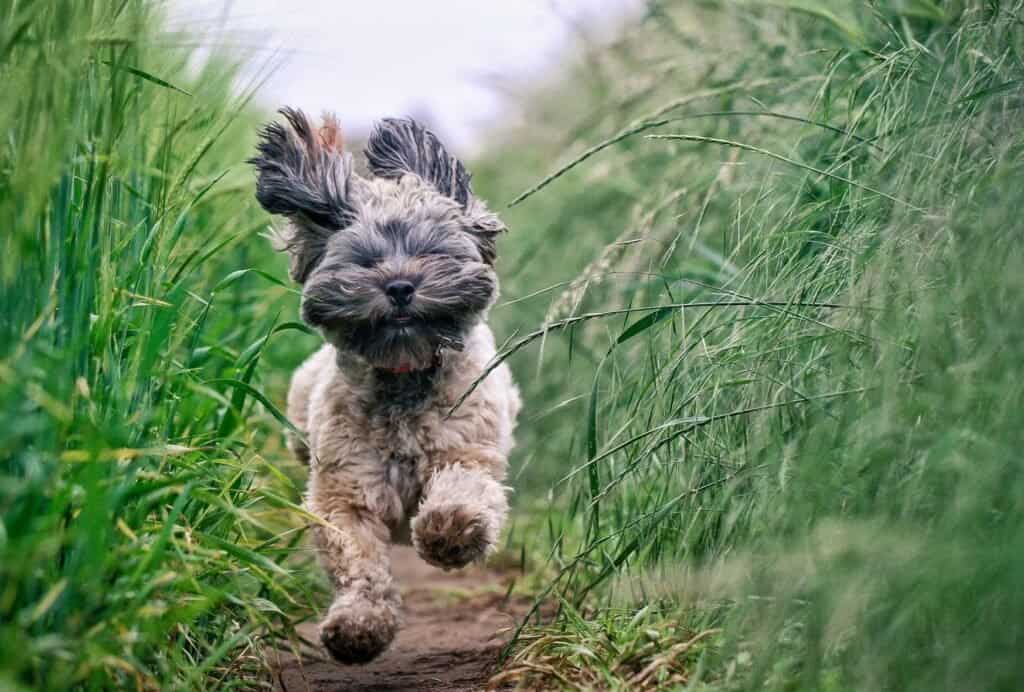 dog gets overly excited when guests come over