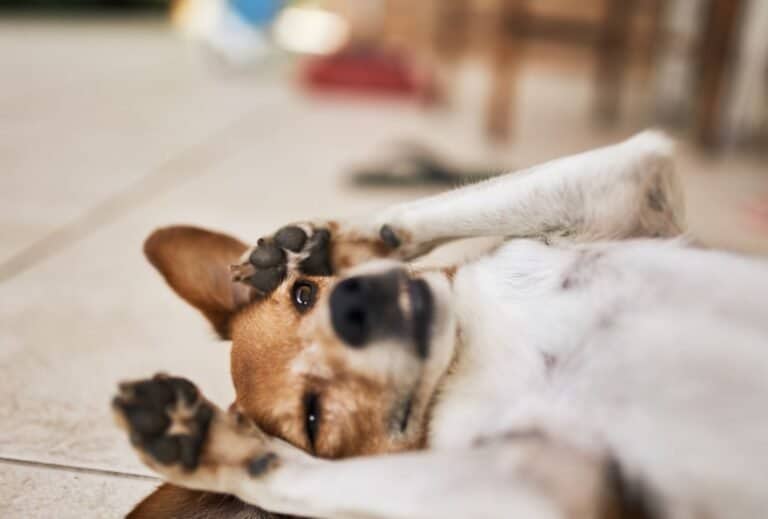 Why Your Dog Has a Noisy Stomach and What to Do About It dogpackr