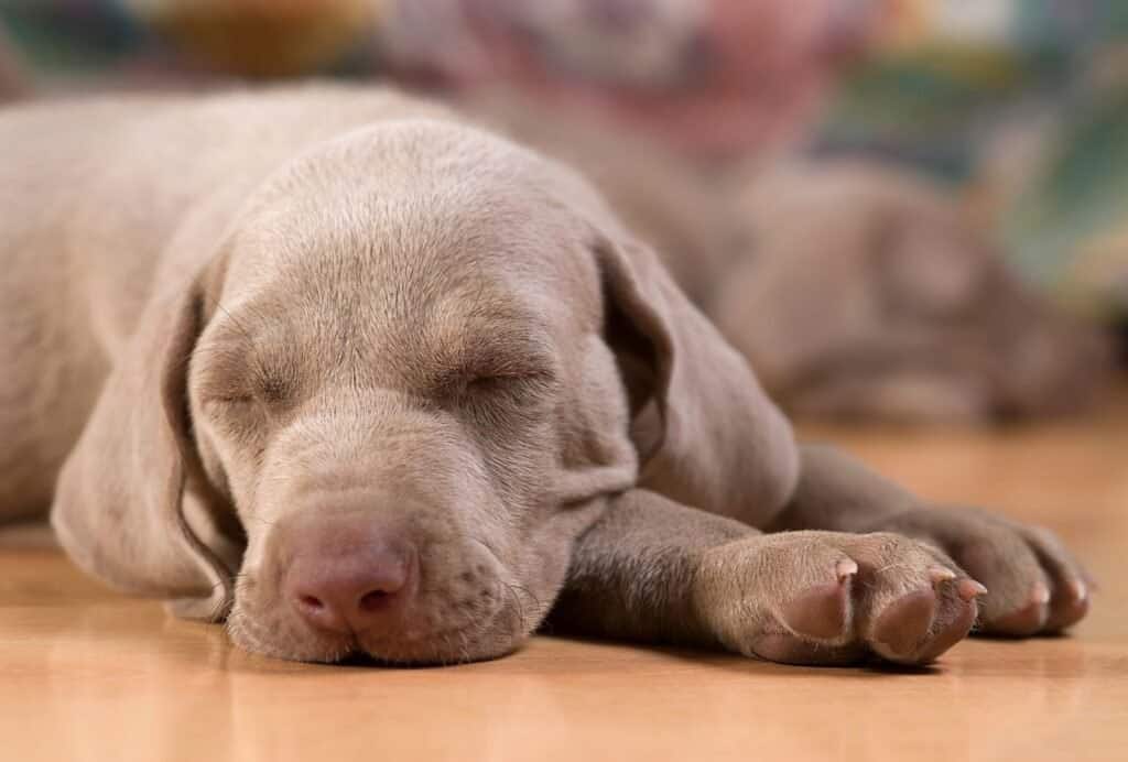 how to crate train a puppy at night