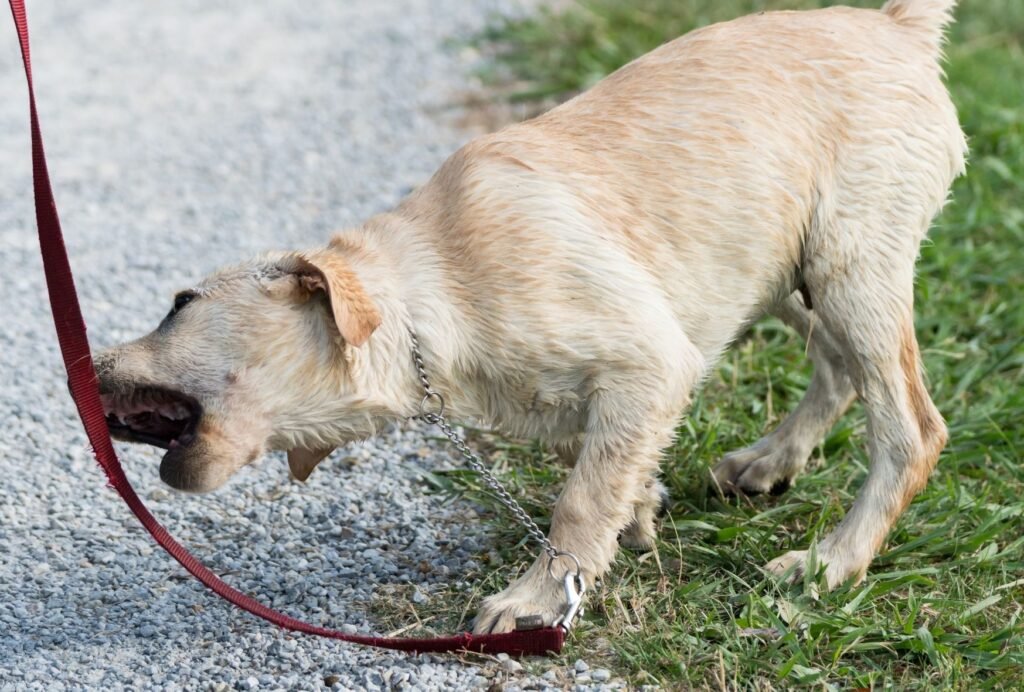 how to stop a dog from biting the leash