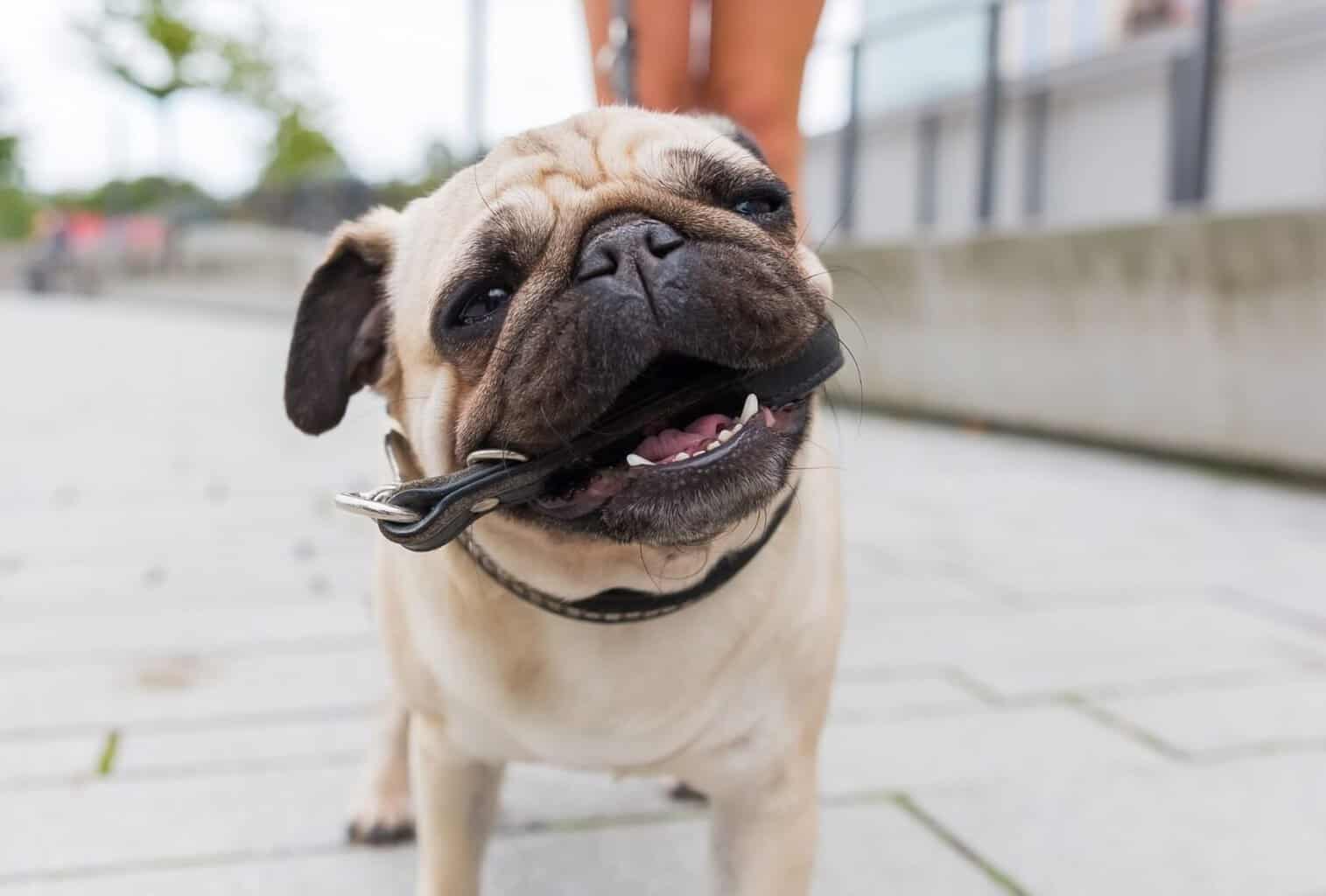 How to Stop a Dog from Biting the Leash dogpackr