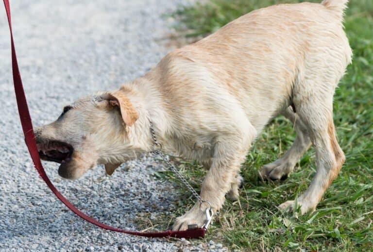 How to Stop a Dog from Biting the Leash dogpackr