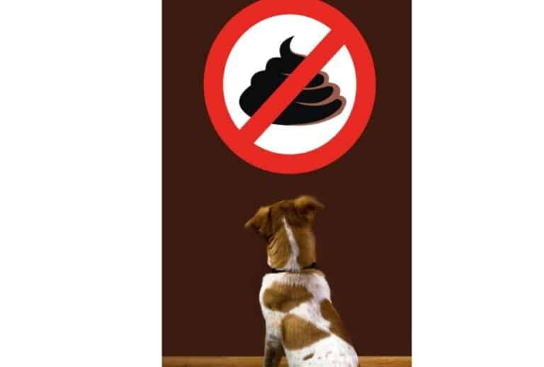 How to Stop a Dog from Eating Poop, Home Remedy dogpackr