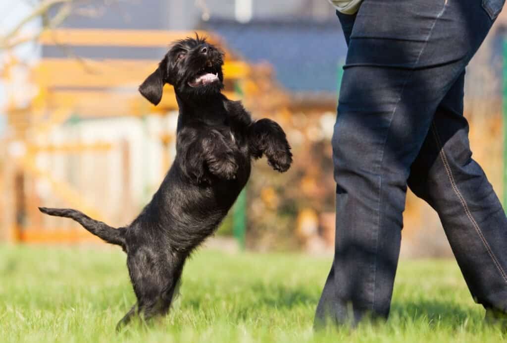 how to stop a puppy jumping up and biting