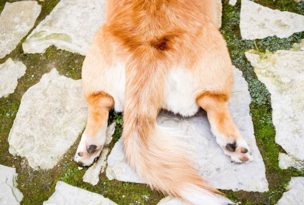 why do dogs drag their butts on the floor