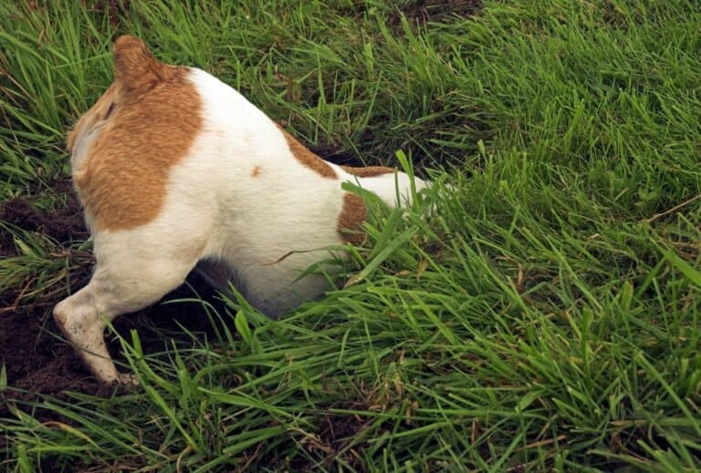 Why do dogs drag their butts on the floor? Scooting explained dogpackr