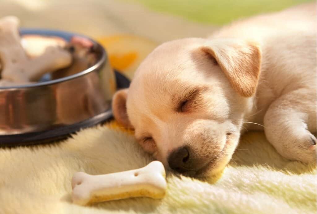 do puppies sleep more during growth spurts