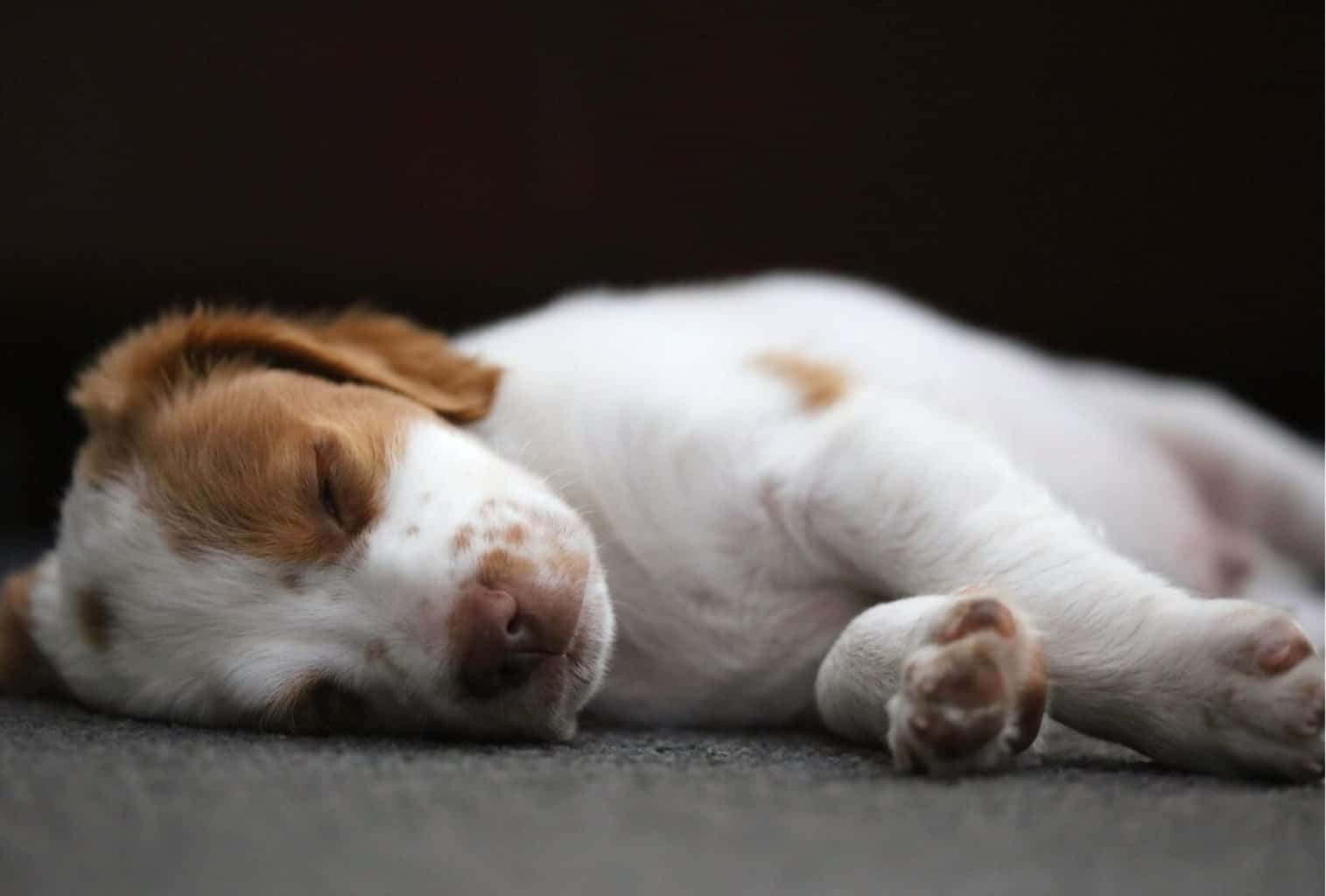 do-puppies-sleep-a-lot-during-growth-spurts-dogpackr