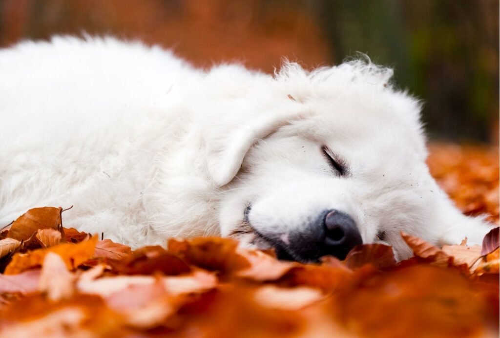 do puppies sleep more during growth spurts