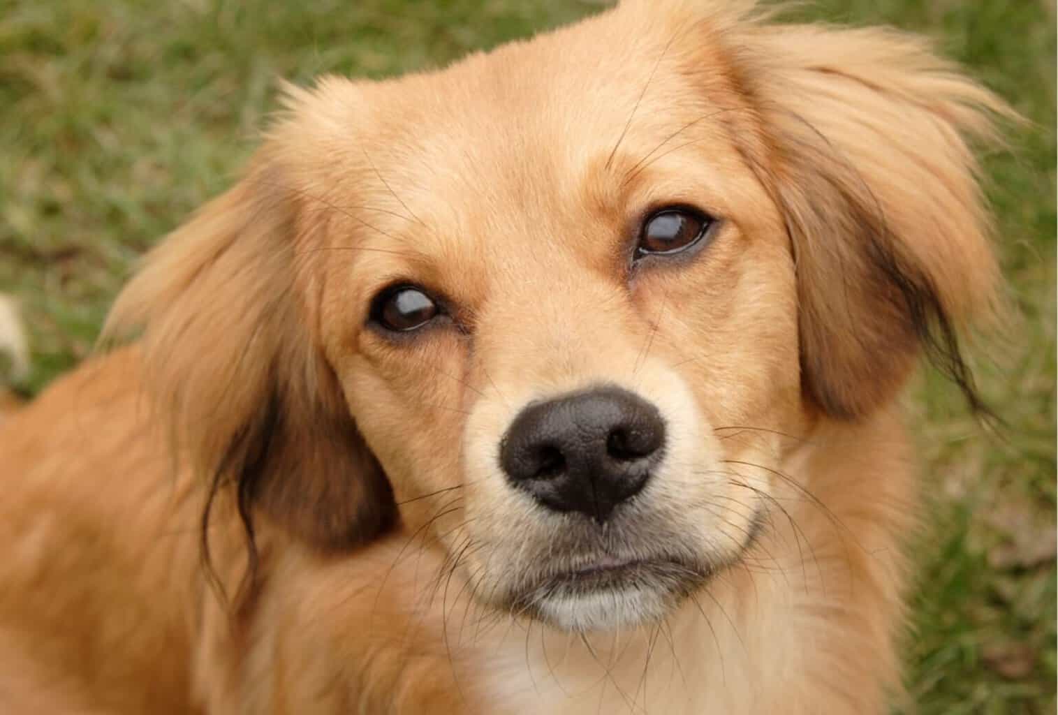 7 tips to stop a dog from begging for food dogpackr