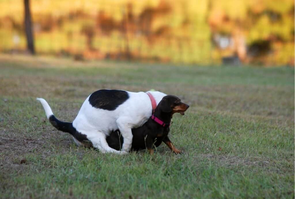 my dog humps when tired or over excited