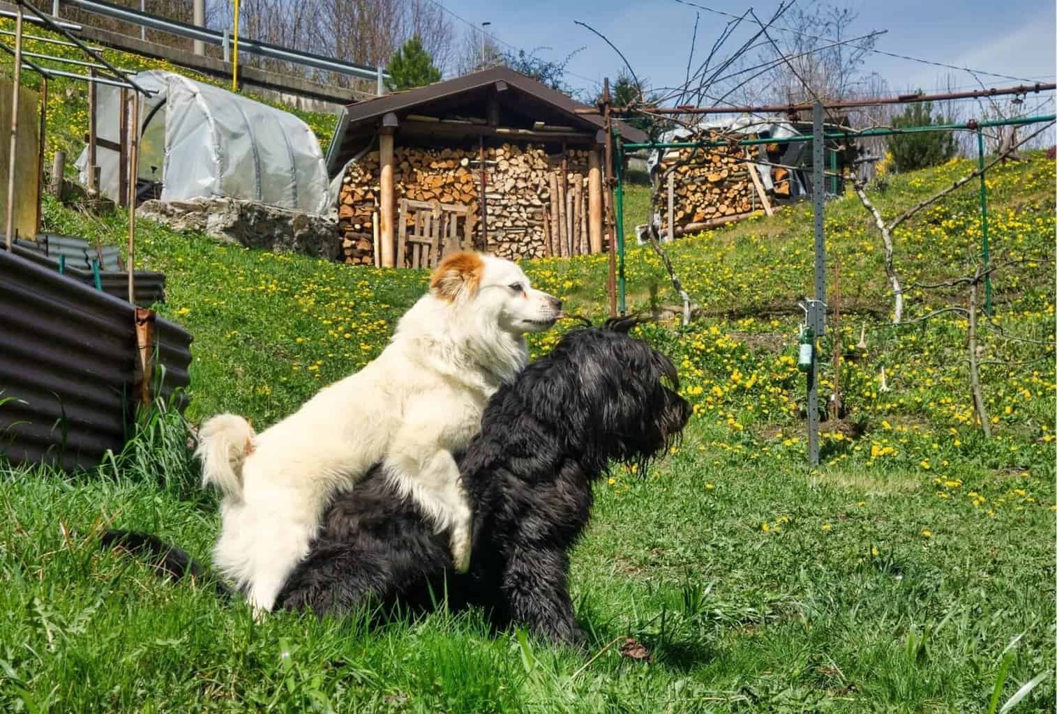 Dog humps when tired or over excited what can I do? dogpackr