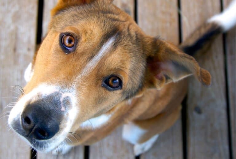 Why do dogs have eye boogers? dogpackr