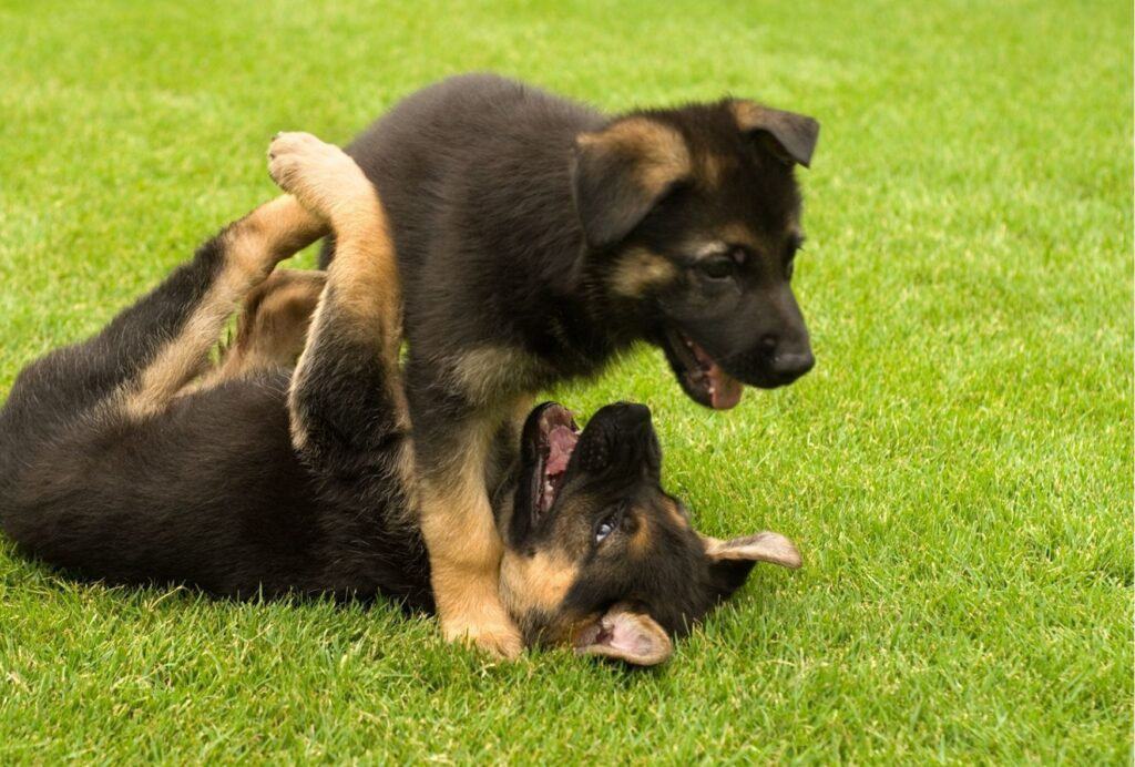 These dogs. Овчарка мама учит щенком.