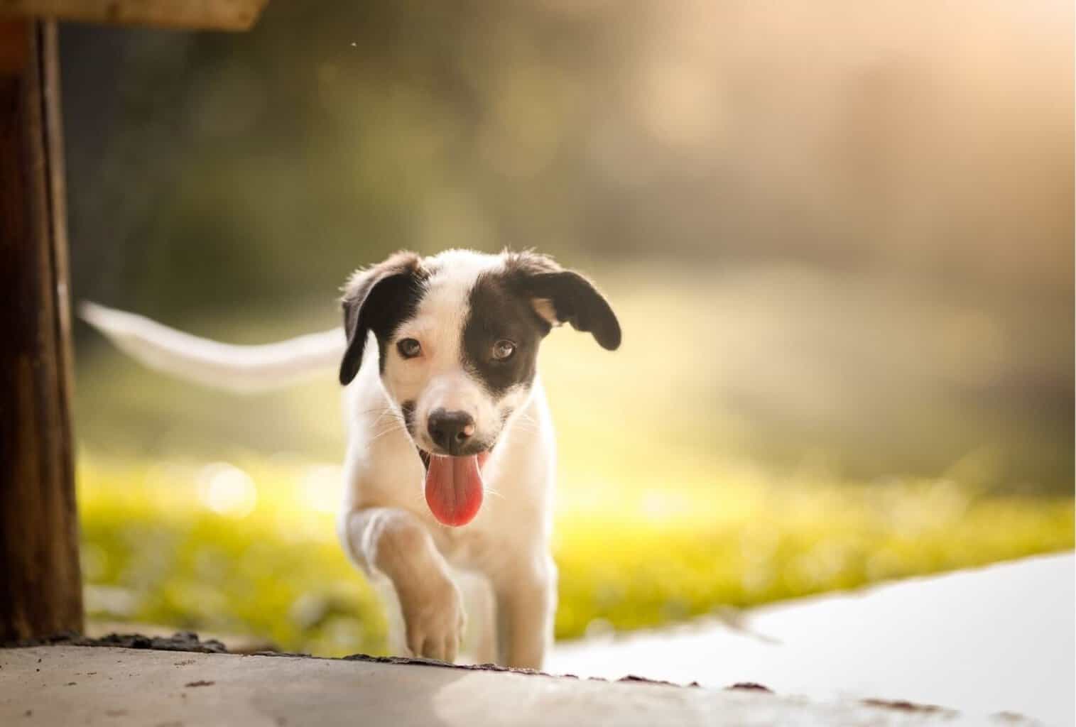 tired-puppy-tired-puppy-happy-things-puppies-dogs-animals-cubs