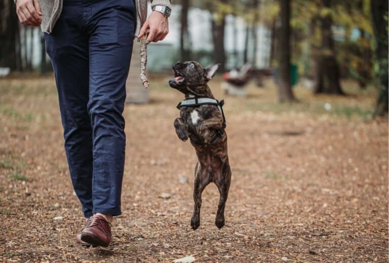 Why does my dog jump and bite while walking? dogpackr