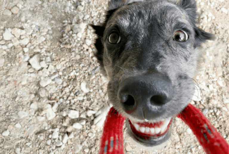 Why does my dog jump and bite while walking? dogpackr