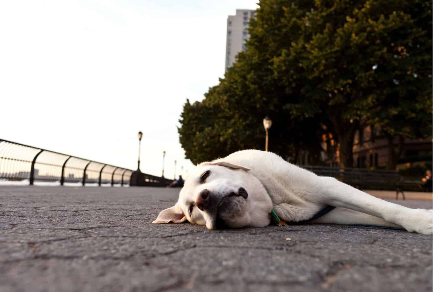 do-dogs-get-tired-from-walking