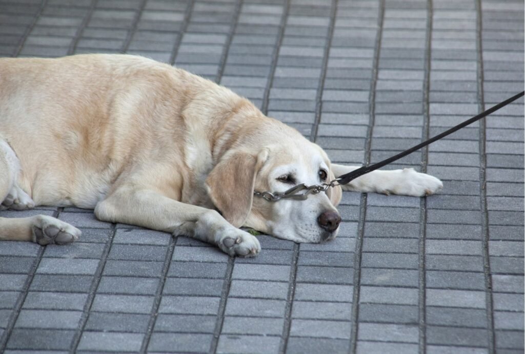 how to tell if your dog is tired of walking