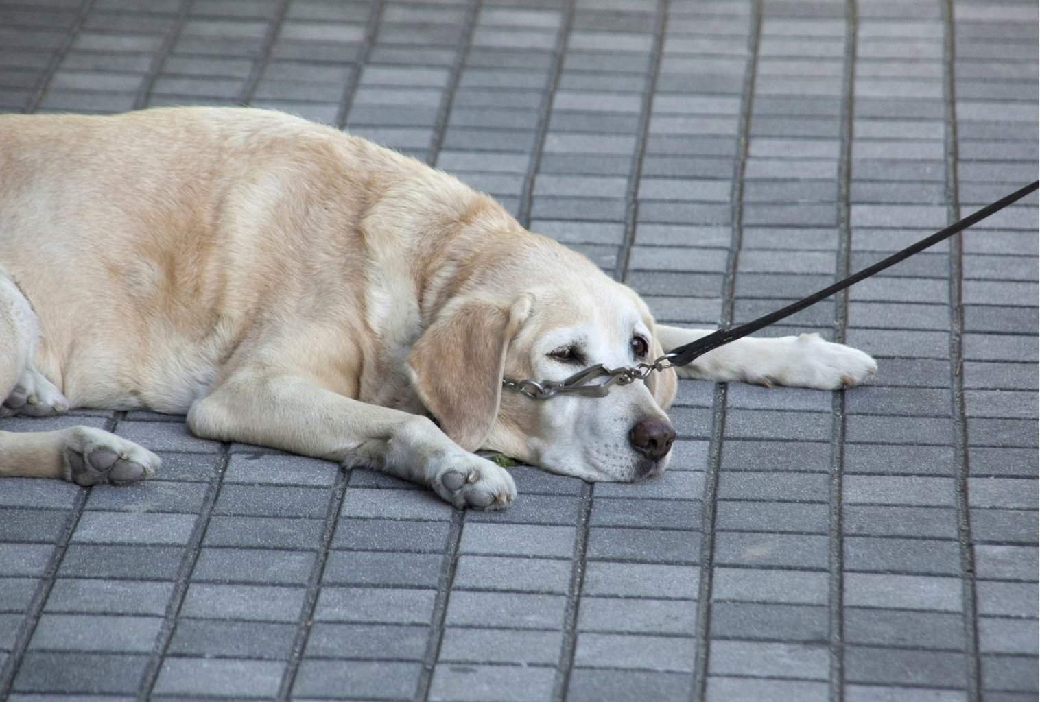 How To Tell If Dog Is Tired Of Walking