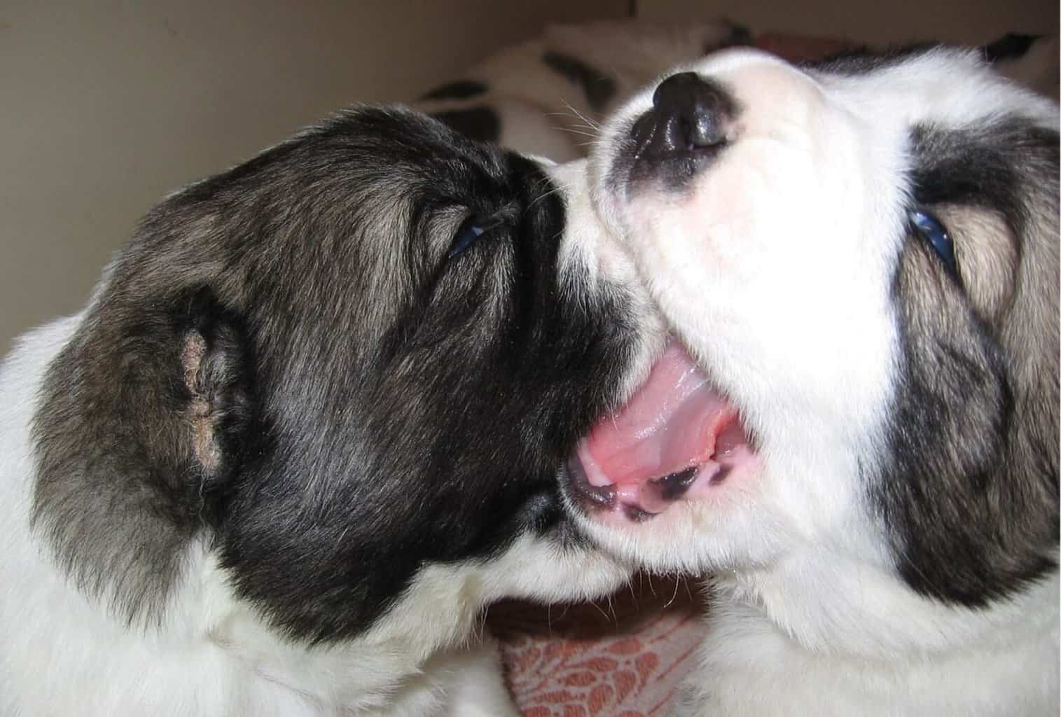 My dog jumps and bites when playing what can I do? dogpackr