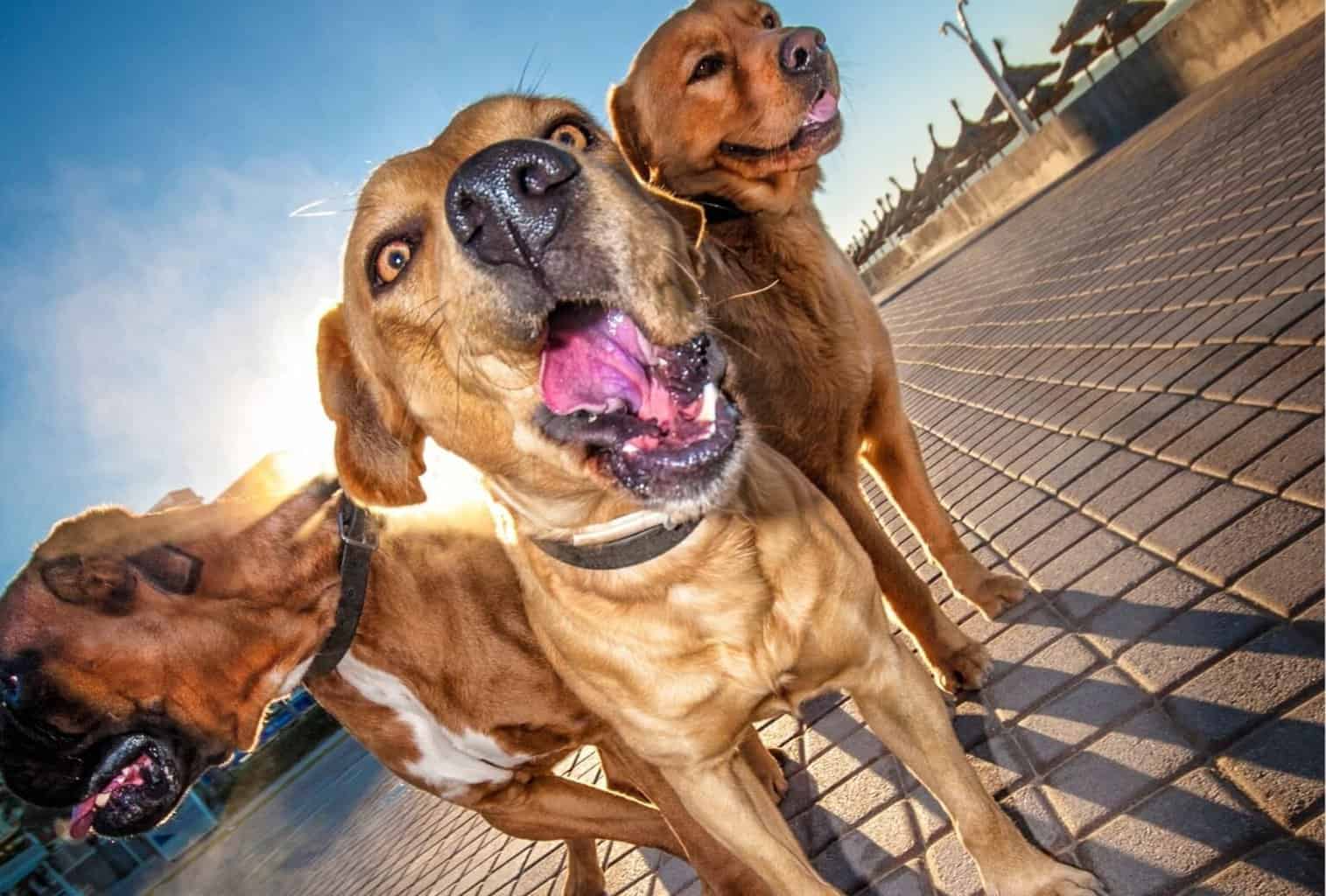 Why does my dog throw a tantrum so often? dogpackr