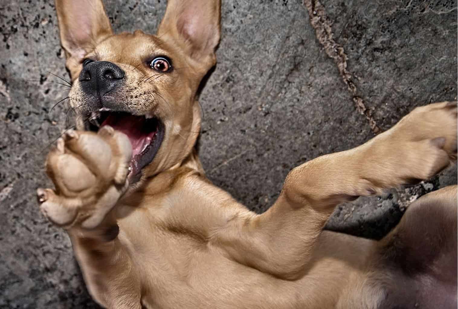 why-does-my-dog-throw-a-tantrum-so-often-dogpackr