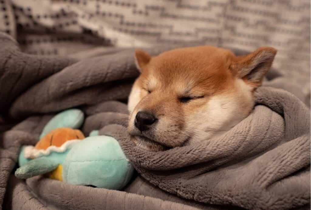 can puppies sleep through the night