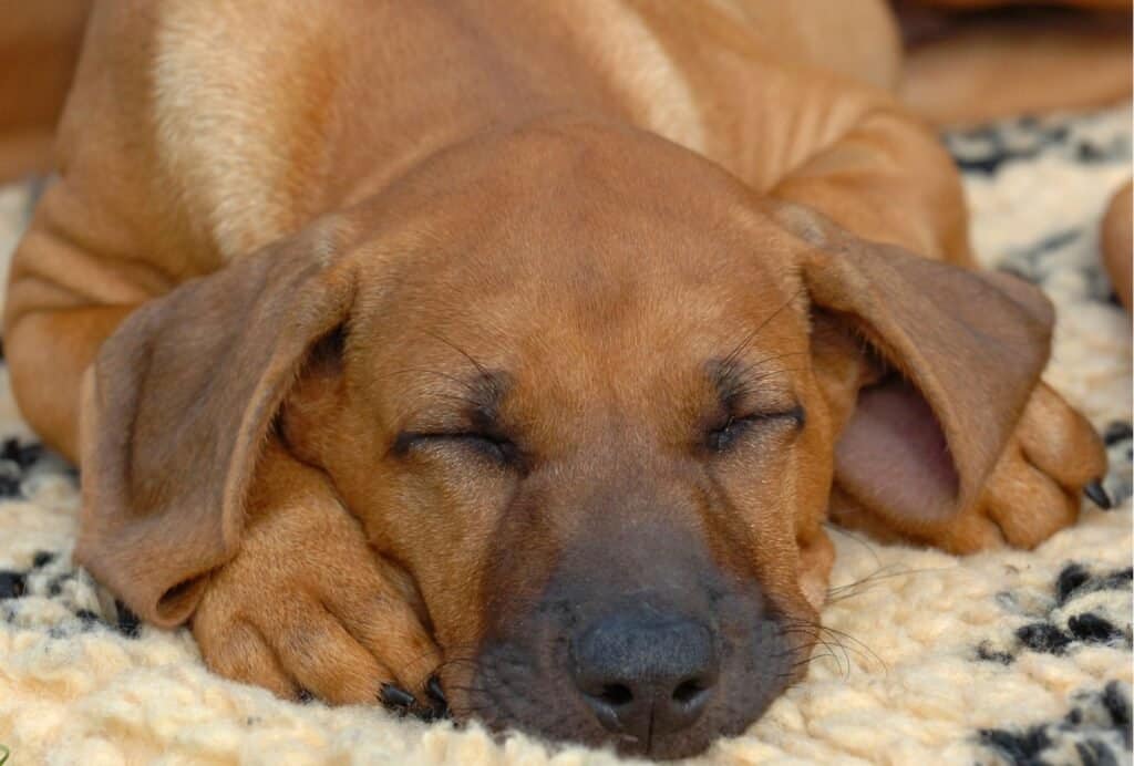 Sleeping dog why your dog is overtired signs of exhaustion