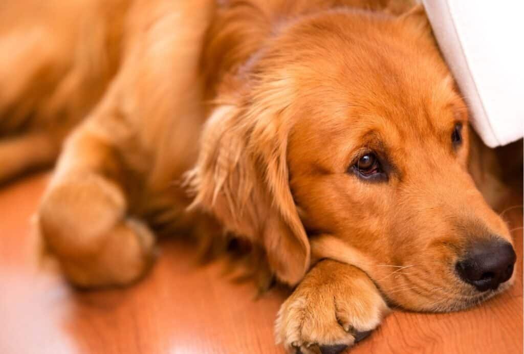 dogs usually won't sleep when they're bored—so a sleepy dog is probably not bored