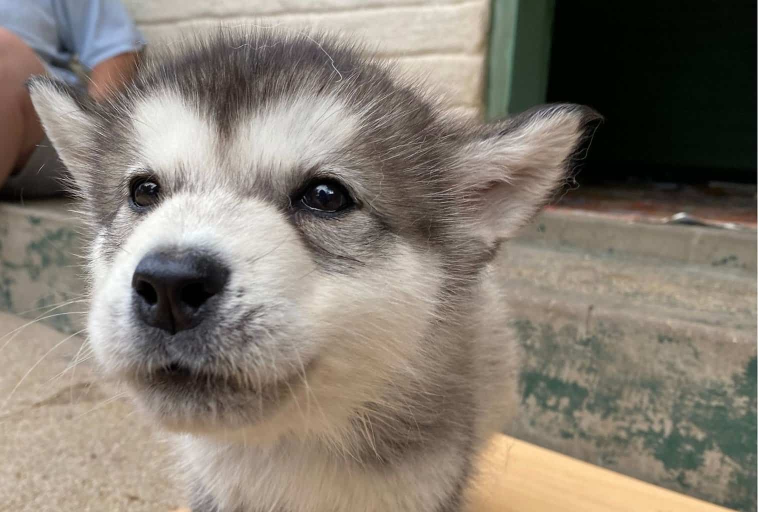 does teething make my puppy tired