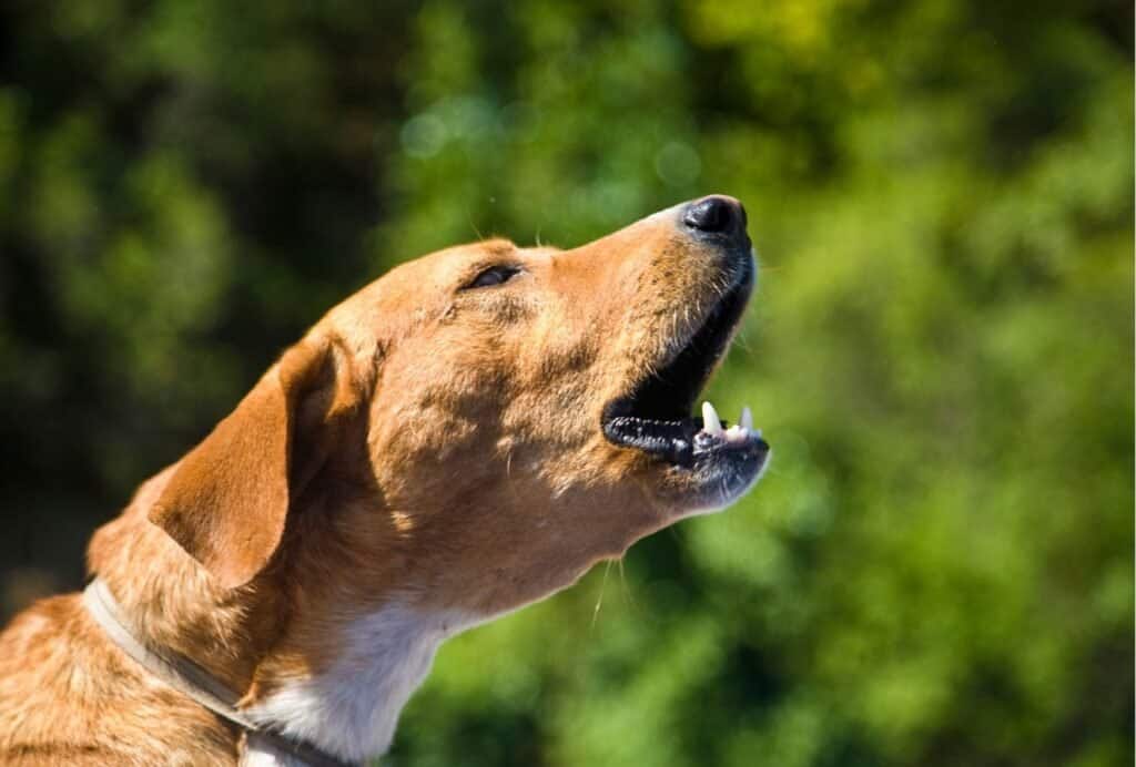 Can Dogs Get Tired Of Barking