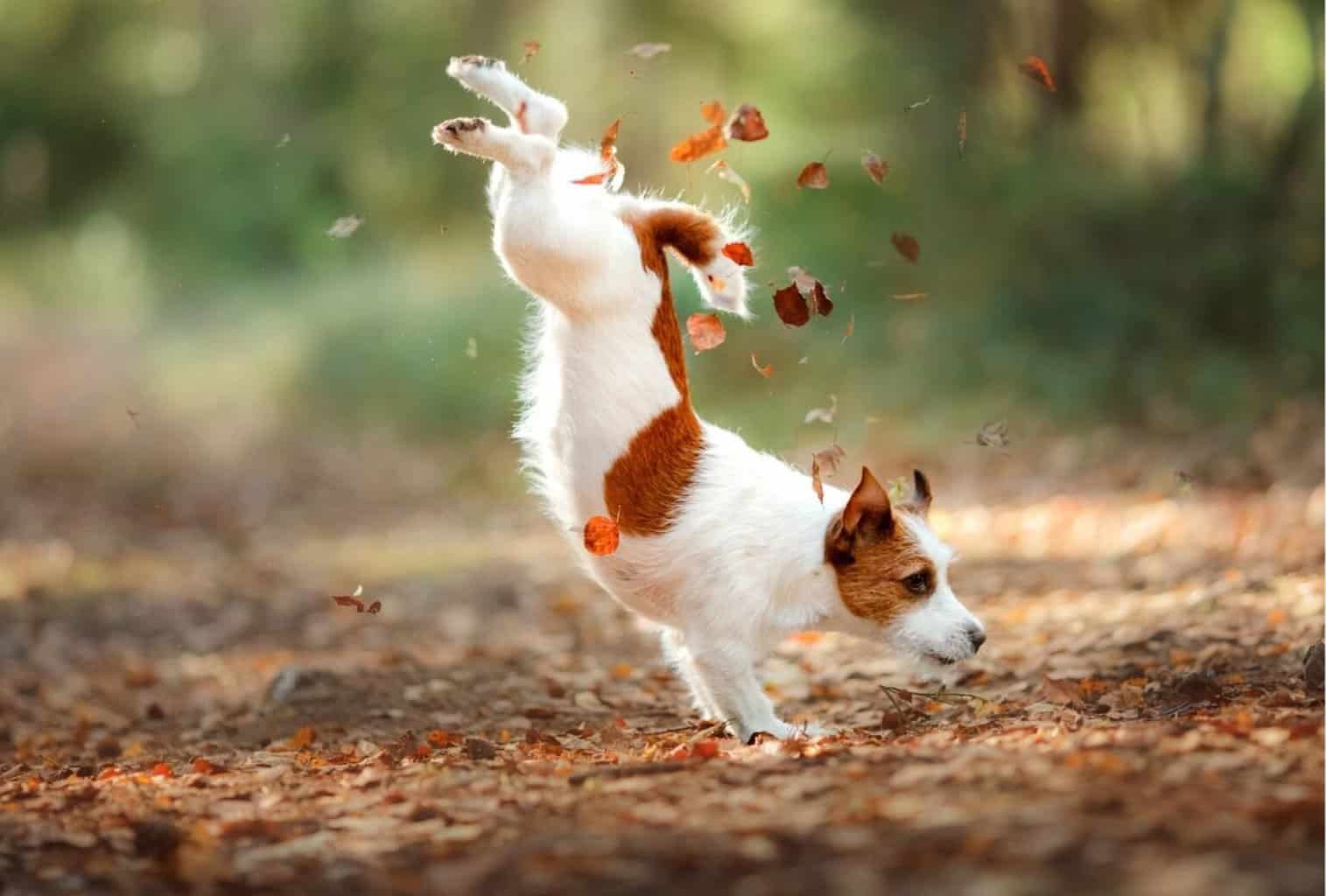 Dog energy levels by age dogpackr