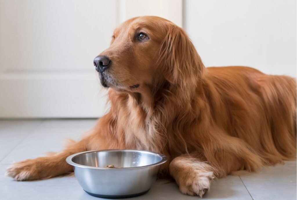 how to stop your dog guarding food