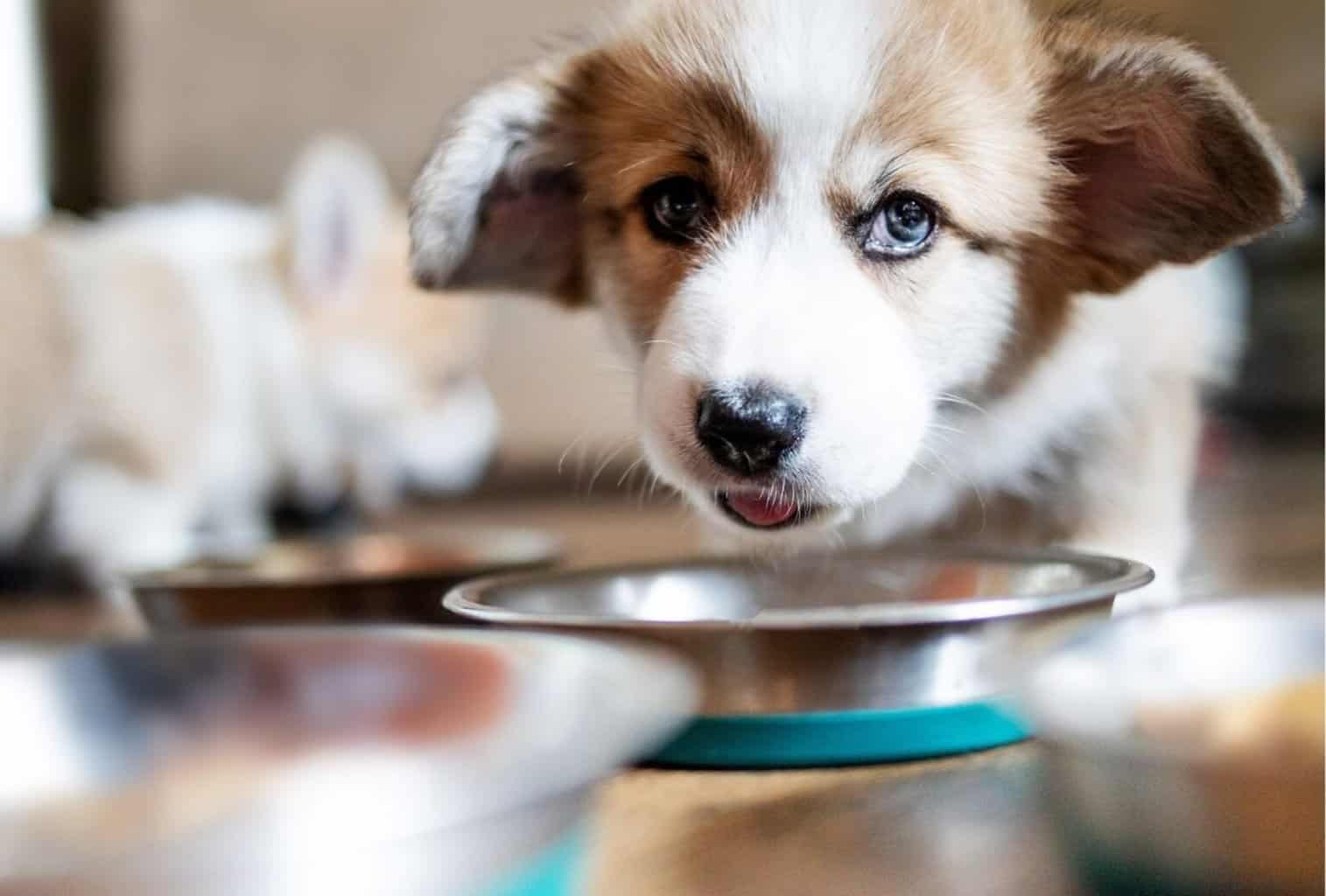 How to stop your dog guarding food dogpackr