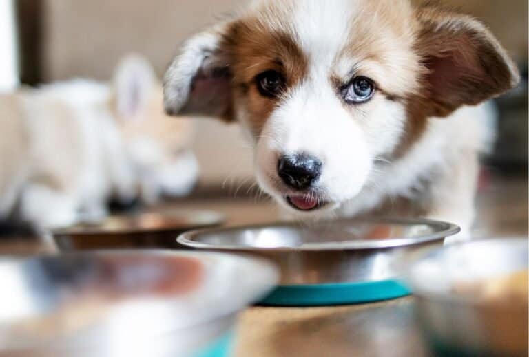 How to stop your dog guarding food dogpackr
