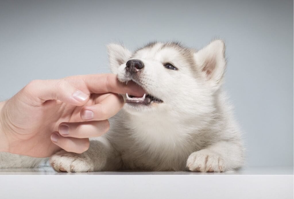 how to stop puppy witching hour biting