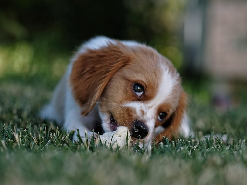 biting helps relieve the discomfort of teething