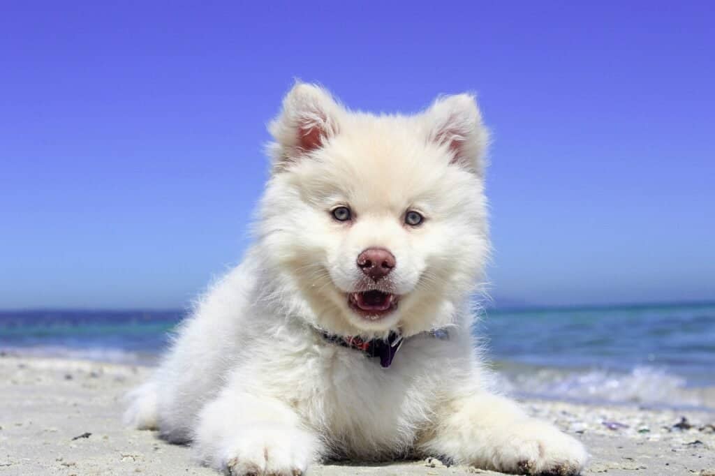 puppies swallow a lot of their baby teeth, but that's harmless!