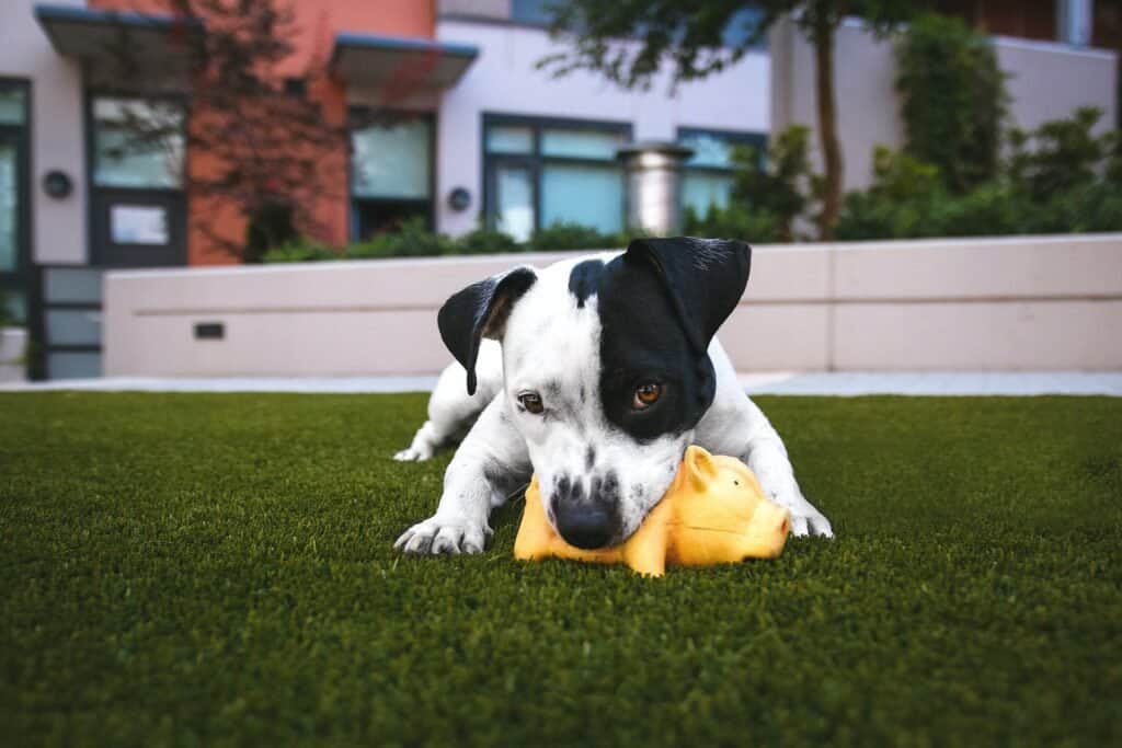 dogs explore the world by sniffing, licking and chewing it