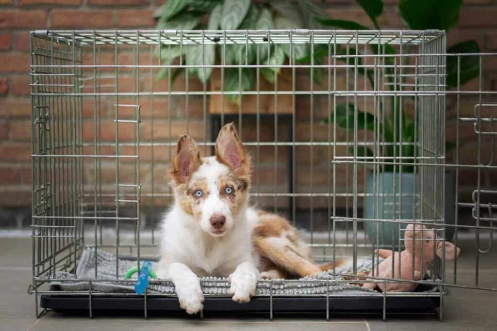 this puppy doesn't hate his crate