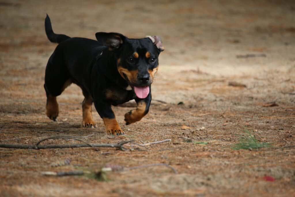 one minute this puppy might be happily exploring—in the next, he might tear off like a four-legged rocket